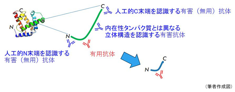 図2　有用抗体釣り上げ戦略the gold-dust-fishing strategy