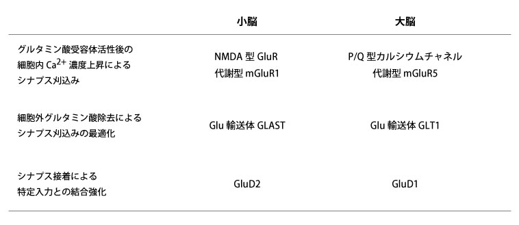 大脳と小脳に共通するシナプス回路発達の相似性