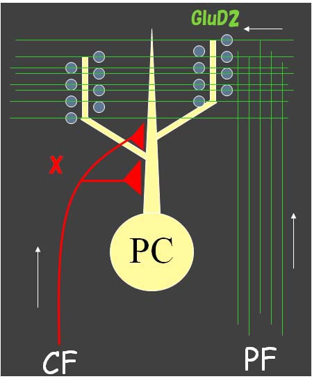 図１　登上線維支配の強化機構X