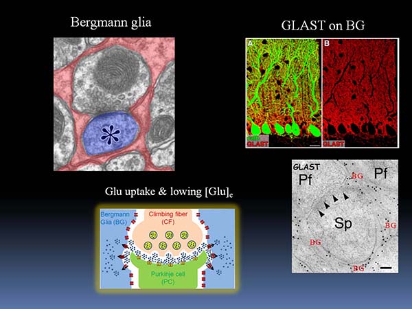 図２　バーグマングリアとGLAST