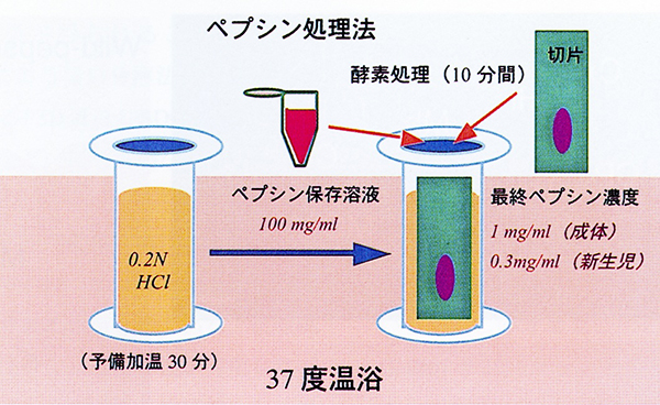 図2　ペプシン処理法